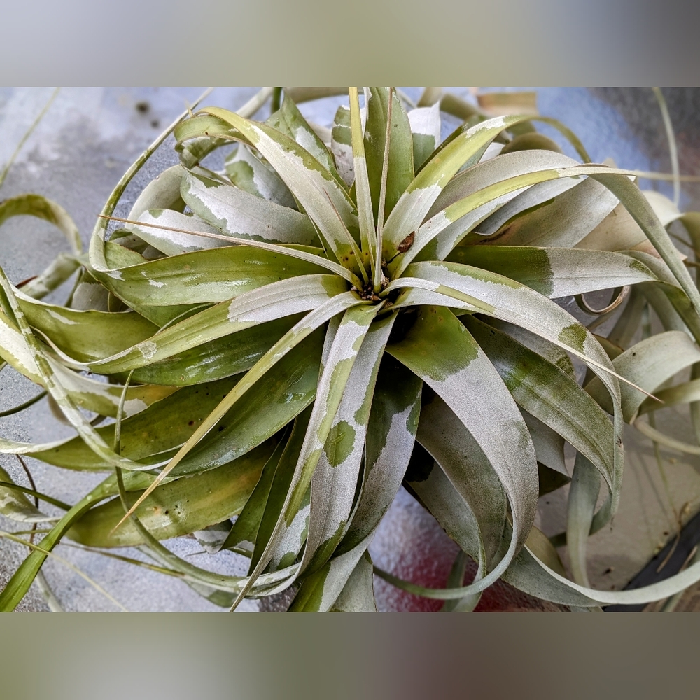HUGE 24in Xerographica Airplant